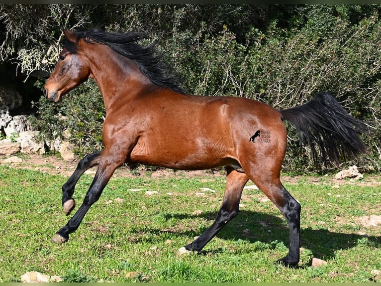 PRE Mix Hengst 3 Jaar 160 cm Bruin in Menorca