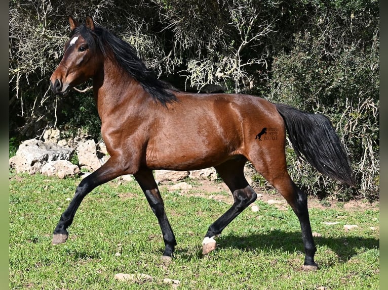 PRE Mix Hengst 3 Jaar 160 cm Bruin in Menorca