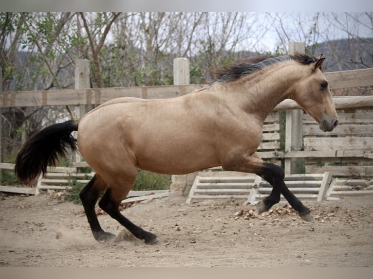 PRE Mix Hengst 3 Jaar 160 cm Buckskin in Valencia