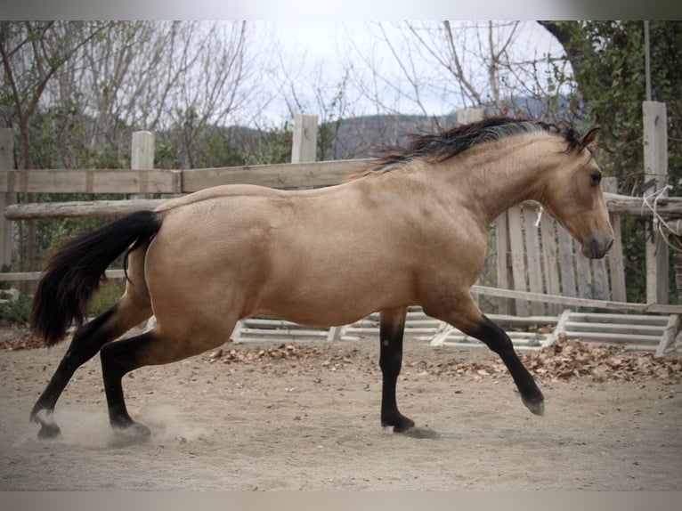 PRE Mix Hengst 3 Jaar 160 cm Buckskin in Valencia