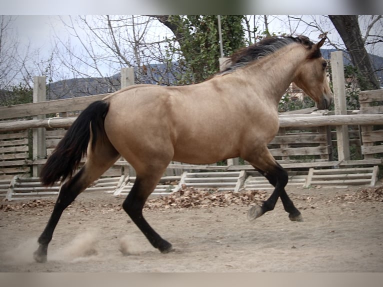 PRE Mix Hengst 3 Jaar 160 cm Buckskin in Valencia