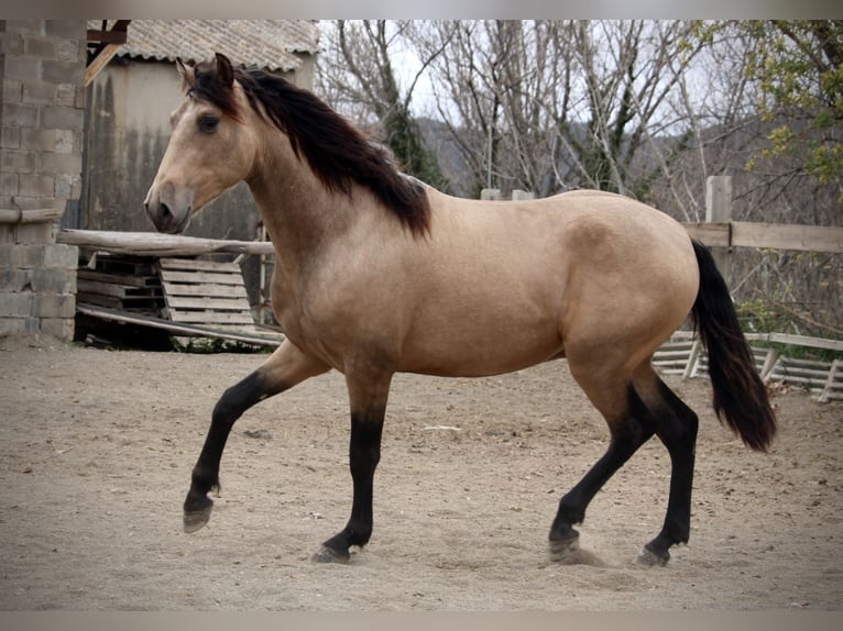 PRE Mix Hengst 3 Jaar 160 cm Buckskin in Valencia