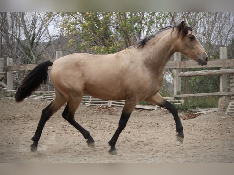 PRE Mix Hengst 3 Jaar 160 cm Buckskin in Valencia