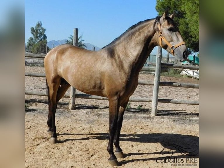 PRE Hengst 3 Jaar 160 cm Buckskin in Alicante