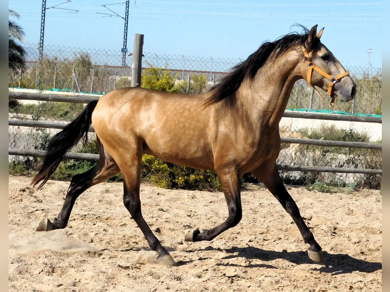 PRE Hengst 3 Jaar 160 cm Buckskin in Alicante