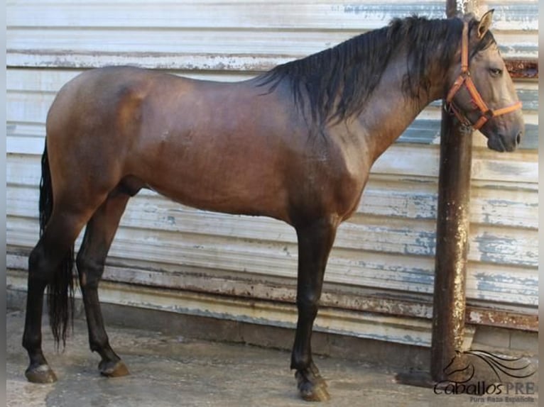 PRE Hengst 3 Jaar 160 cm Buckskin in Alicante