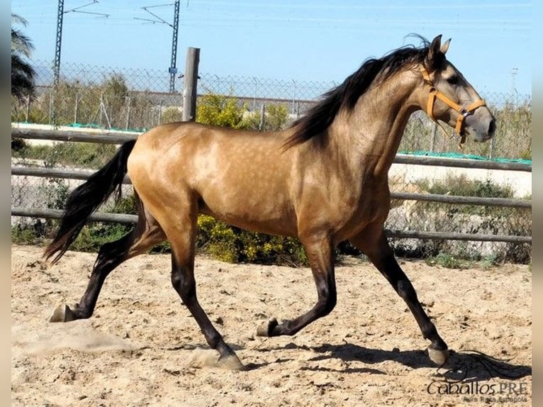 PRE Hengst 3 Jaar 160 cm Buckskin in Alicante