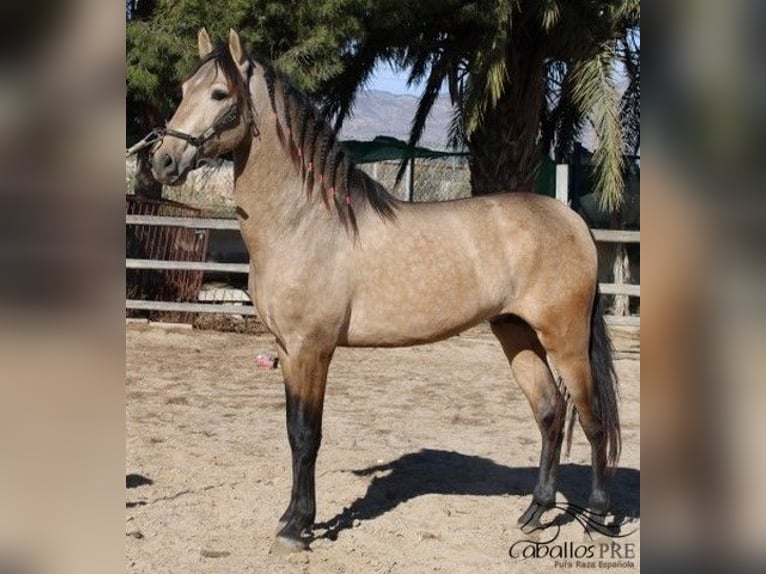 PRE Hengst 3 Jaar 160 cm Buckskin in Alicante