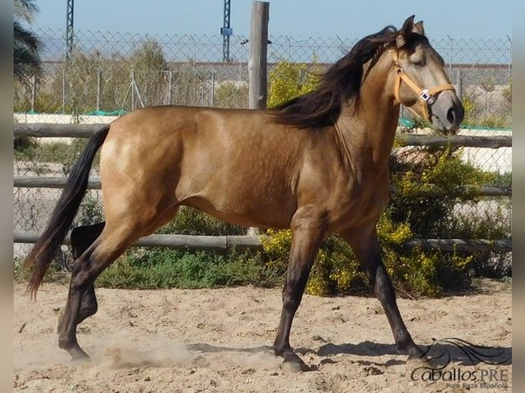 PRE Hengst 3 Jaar 160 cm Buckskin in Alicante