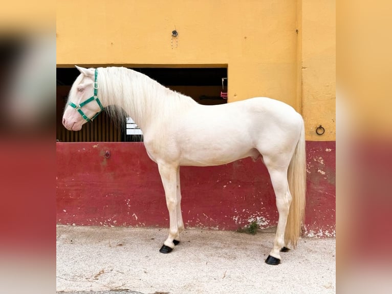 PRE Mix Hengst 3 Jaar 160 cm Cremello in Terrassa
