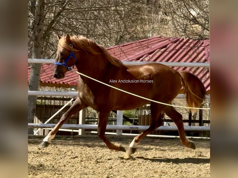 PRE Mix Hengst 3 Jaar 160 cm Donkere-vos in Sevilla