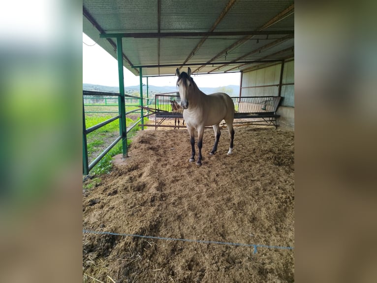 PRE Mix Hengst 3 Jaar 160 cm Falbe in Piedrabuena