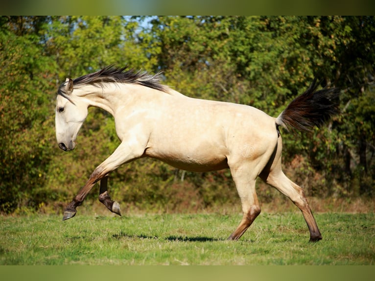 PRE Hengst 3 Jaar 160 cm Falbe in CAUMONT