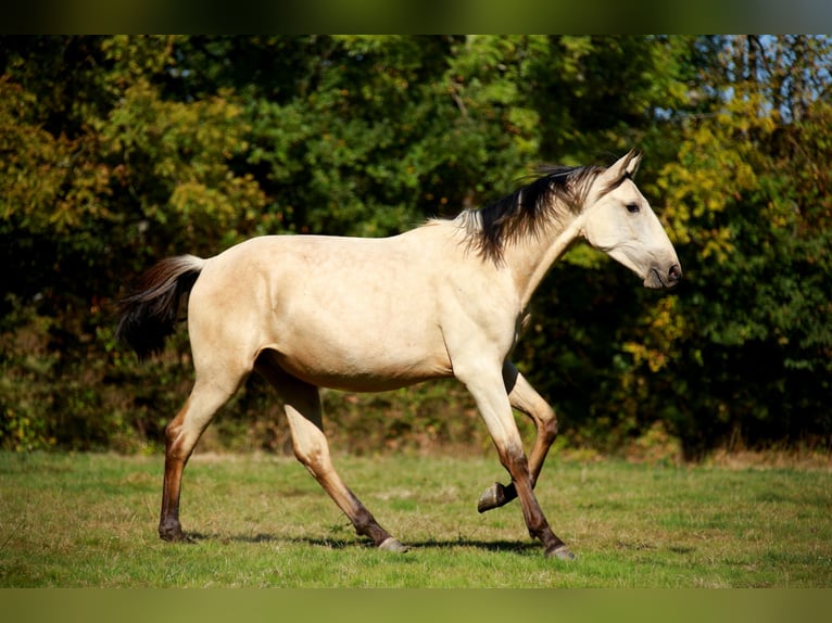 PRE Hengst 3 Jaar 160 cm Falbe in CAUMONT