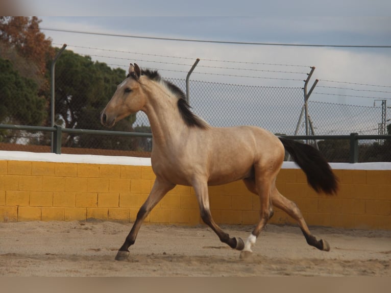 PRE Mix Hengst 3 Jaar 160 cm Falbe in Hamburg