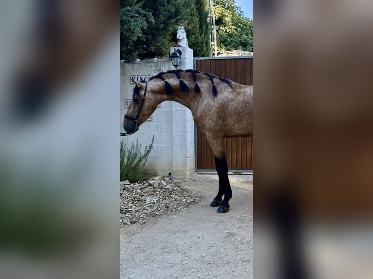 PRE Mix Hengst 3 Jaar 160 cm Falbe in Jerez De La Frontera