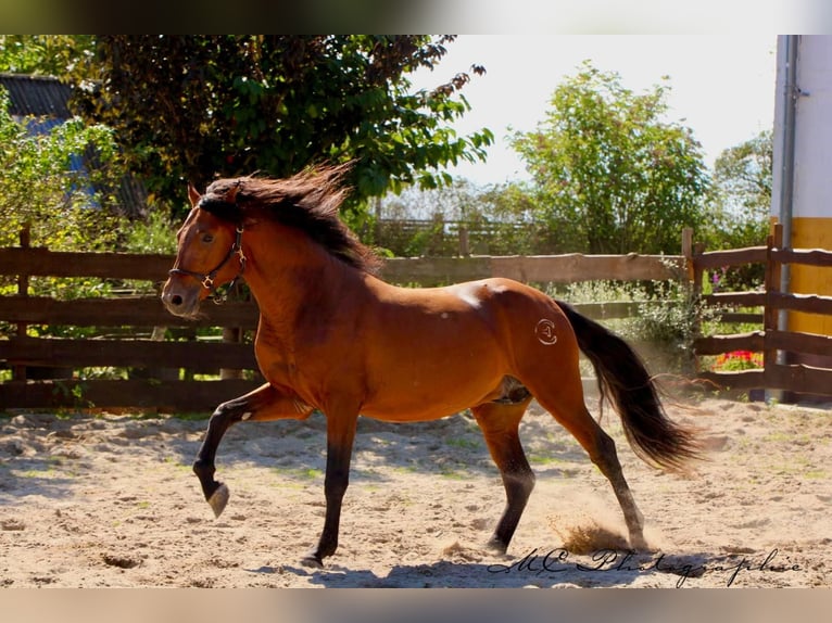 PRE Mix Hengst 3 Jaar 160 cm Lichtbruin in Polenz