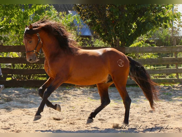 PRE Mix Hengst 3 Jaar 160 cm Lichtbruin in Polenz