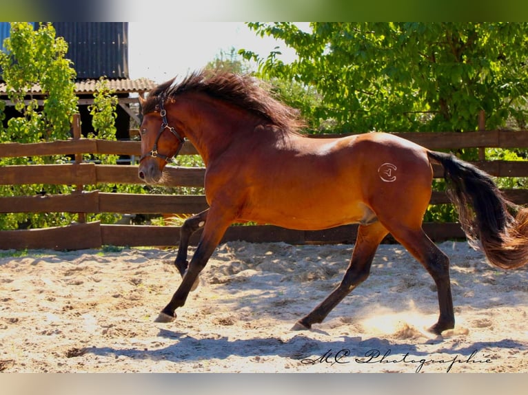 PRE Mix Hengst 3 Jaar 160 cm Lichtbruin in Polenz