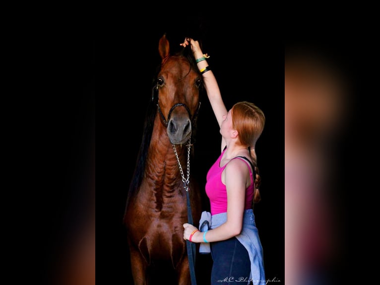 PRE Mix Hengst 3 Jaar 160 cm Lichtbruin in Polenz