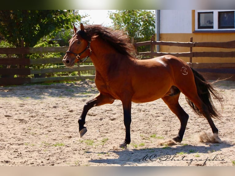 PRE Mix Hengst 3 Jaar 160 cm Lichtbruin in Polenz