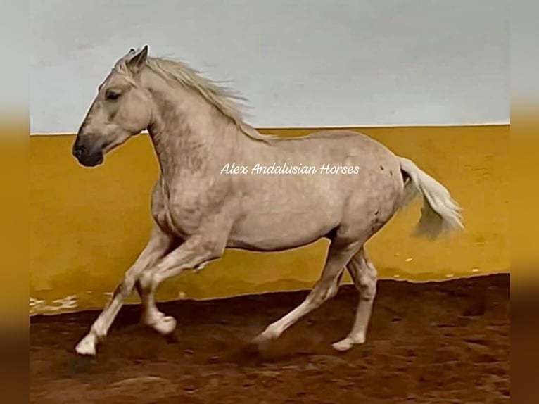 PRE Mix Hengst 3 Jaar 160 cm Palomino in Sevilla