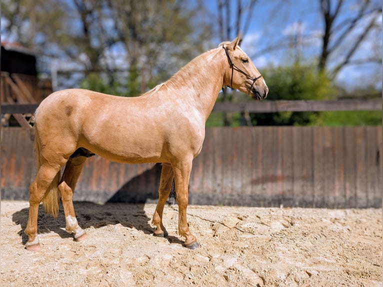 PRE Mix Hengst 3 Jaar 160 cm Palomino in Caumont