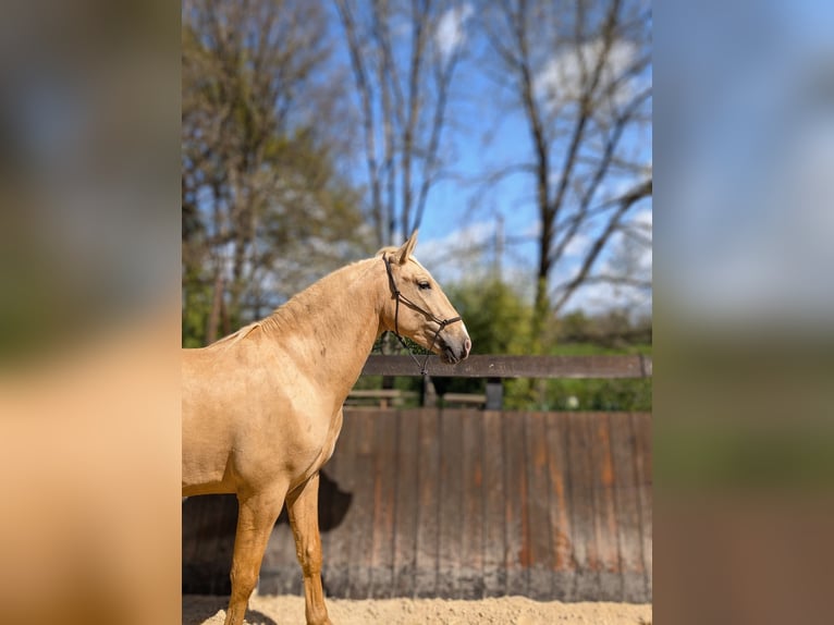 PRE Mix Hengst 3 Jaar 160 cm Palomino in Caumont