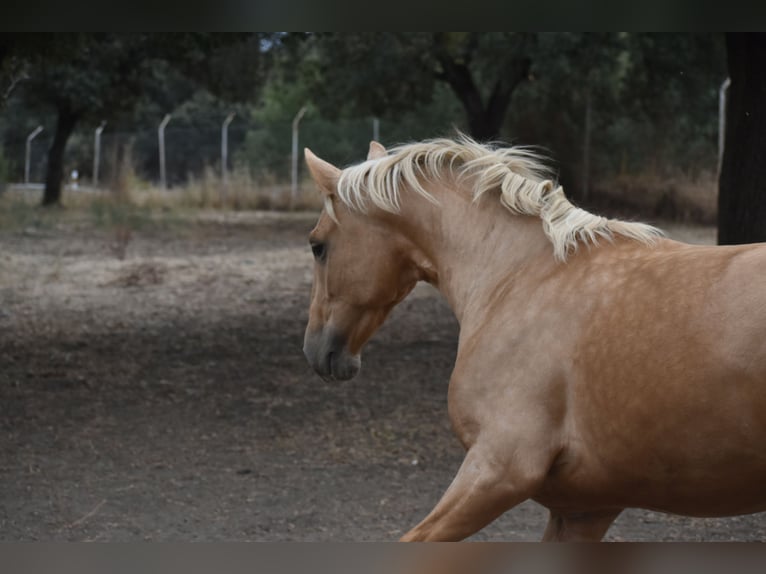 PRE Hengst 3 Jaar 160 cm Palomino in El Real De La Jara