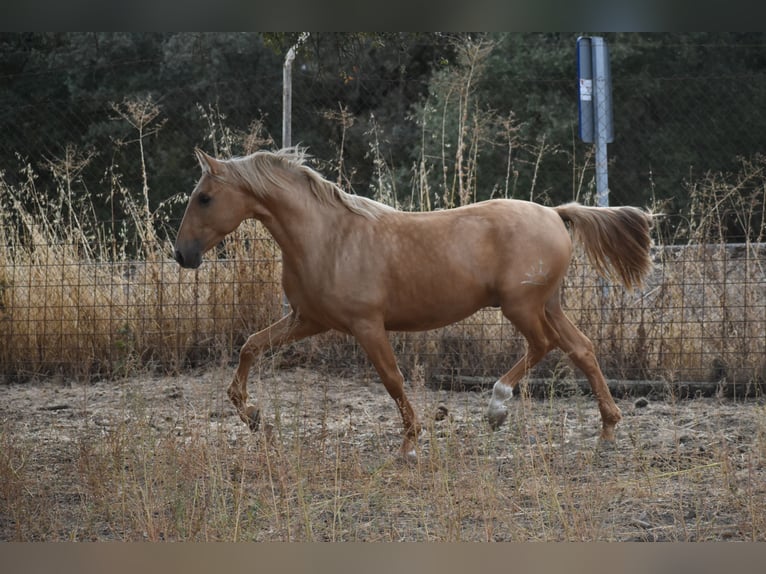 PRE Hengst 3 Jaar 160 cm Palomino in El Real De La Jara