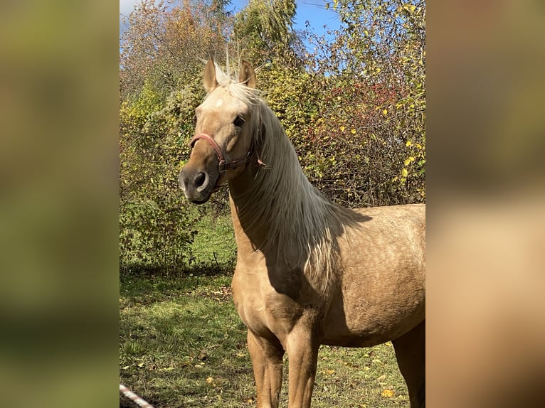 PRE Mix Hengst 3 Jaar 160 cm Palomino in Gottfrieding