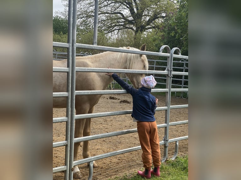 PRE Mix Hengst 3 Jaar 160 cm Palomino in Gottfrieding