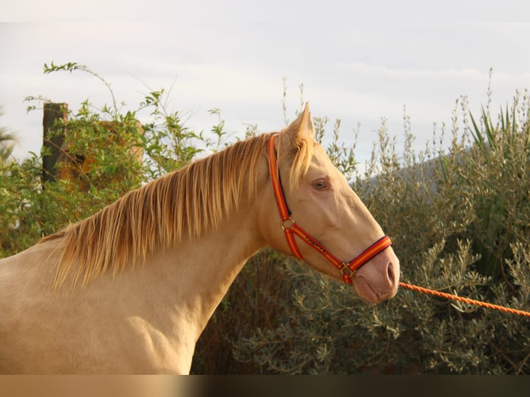 PRE Hengst 3 Jaar 160 cm Perlino in Vejer de la Frontera