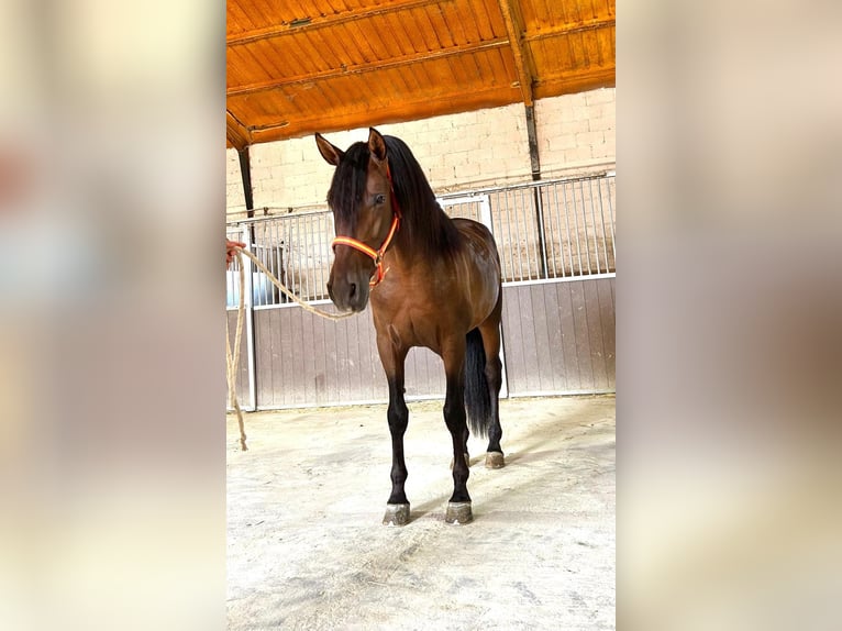 PRE Mix Hengst 3 Jaar 160 cm Roodbruin in Santa Perpetua de Mogoda