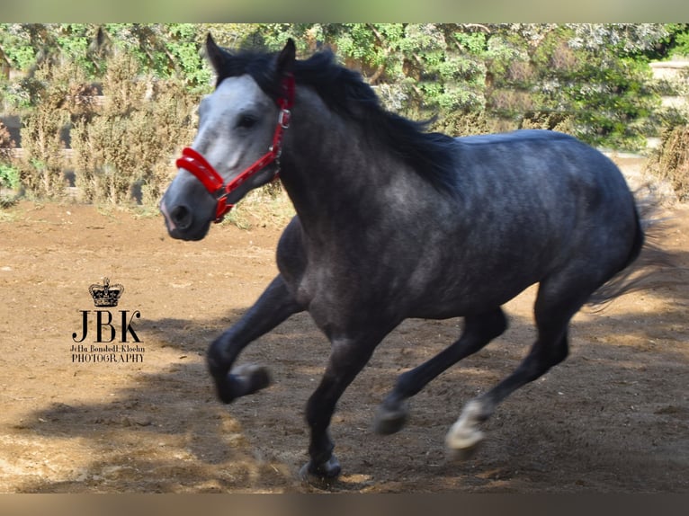 PRE Mix Hengst 3 Jaar 160 cm Schimmel in tabernas Almeria