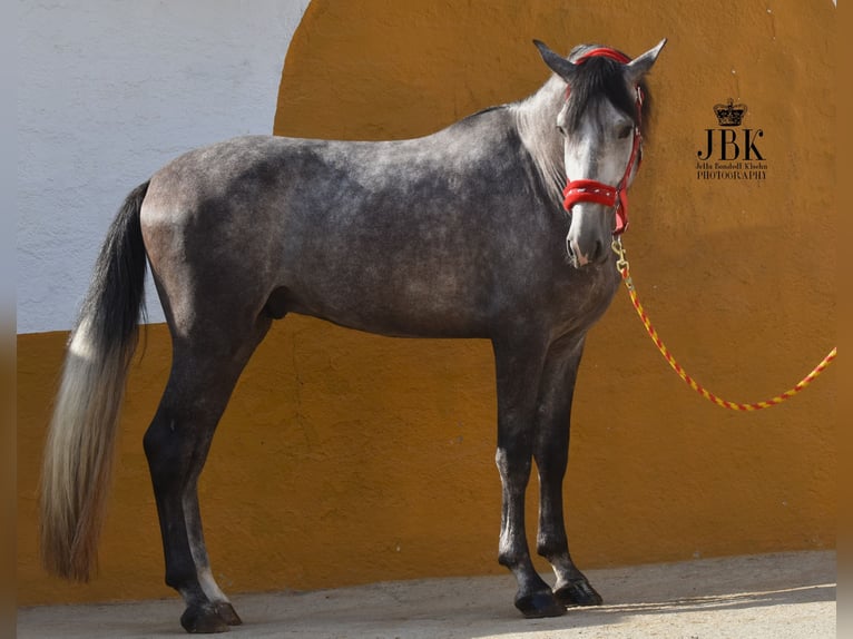 PRE Hengst 3 Jaar 160 cm Schimmel in Tabernas Almeria