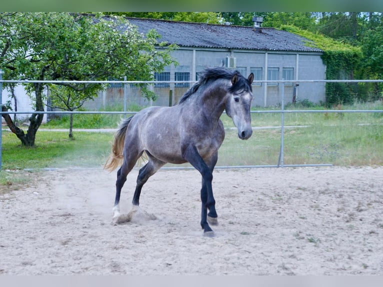 PRE Mix Hengst 3 Jaar 160 cm Schimmel in ArborVilamarín