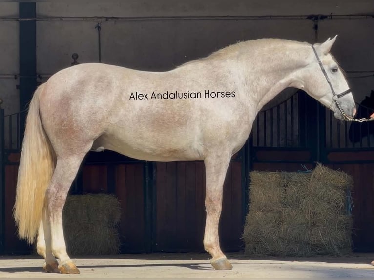 PRE Mix Hengst 3 Jaar 160 cm Schimmel in Sevilla