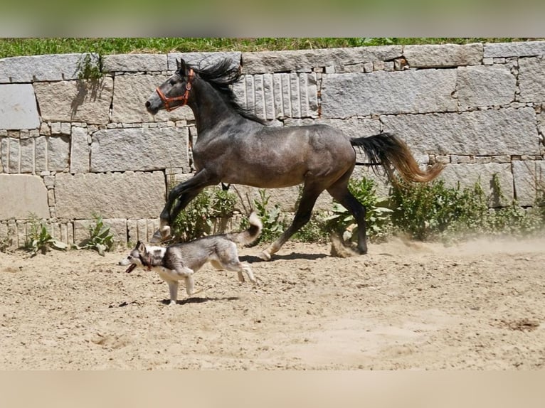 PRE Mix Hengst 3 Jaar 160 cm Schimmel in Vilamarín