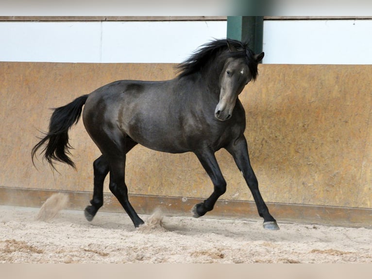 PRE Hengst 3 Jaar 160 cm Schimmel in Waldhölzbach
