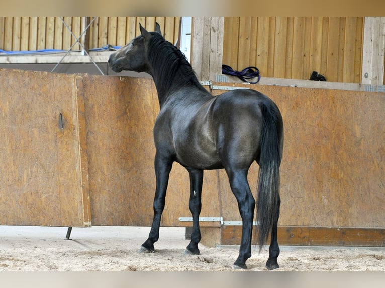 PRE Hengst 3 Jaar 160 cm Schimmel in Waldhölzbach