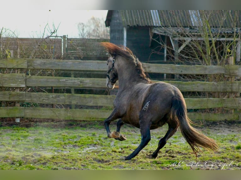 PRE Hengst 3 Jaar 160 cm Schimmel in /Polenz