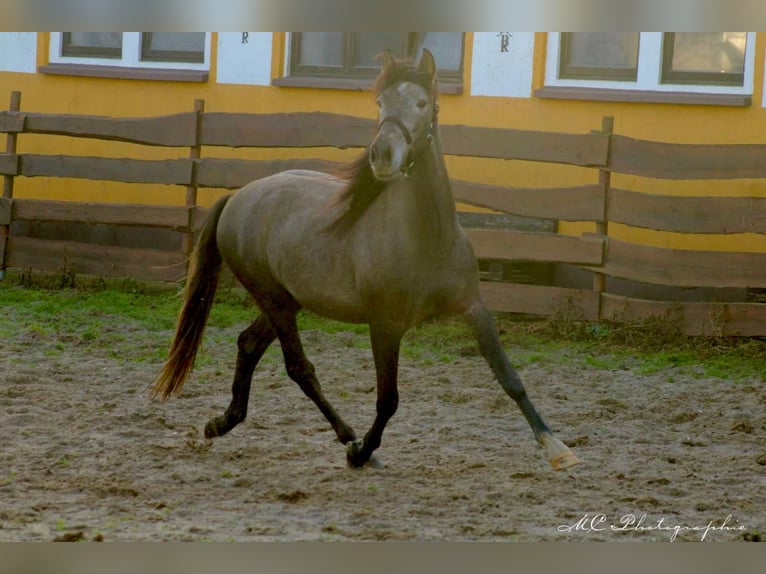 PRE Hengst 3 Jaar 160 cm Schimmel in /Polenz