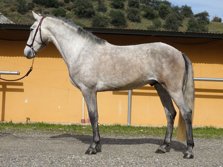 PRE Mix Hengst 3 Jaar 160 cm Schimmel in Coín, Málaga
