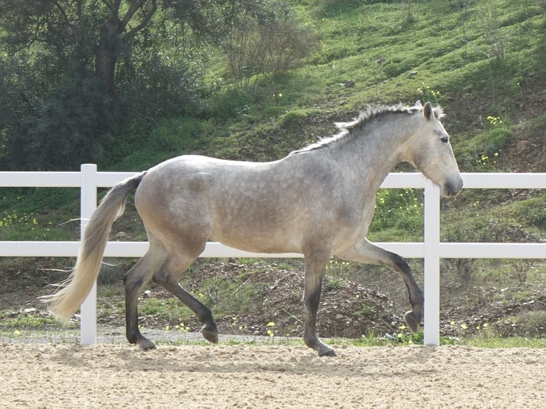 PRE Mix Hengst 3 Jaar 160 cm Schimmel in Coín, Málaga