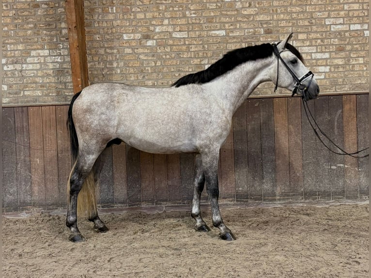 PRE Mix Hengst 3 Jaar 160 cm Schimmel in Hapert