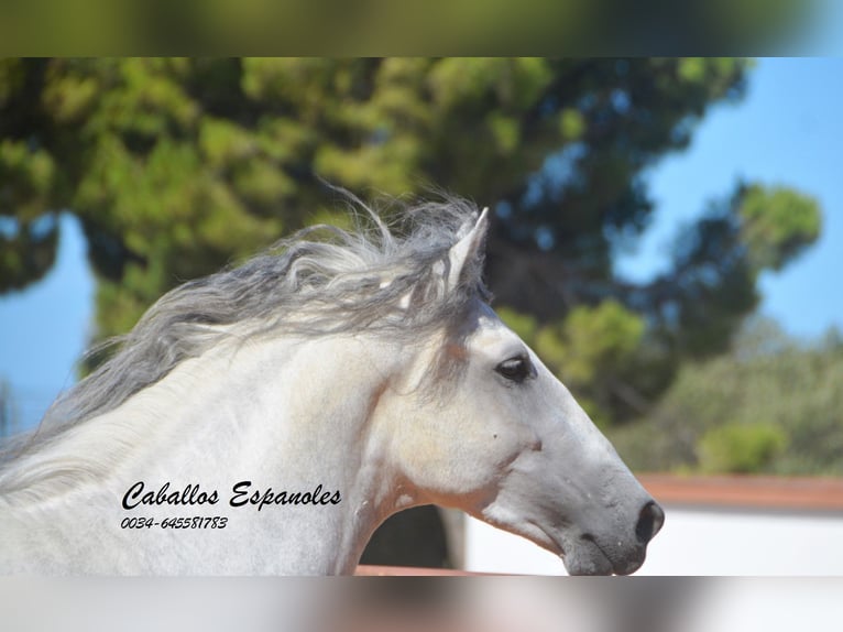 PRE Hengst 3 Jaar 160 cm Schimmel in vejer de la frontera