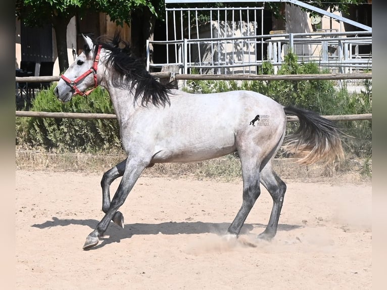 PRE Mix Hengst 3 Jaar 160 cm Schimmel in Mallorca