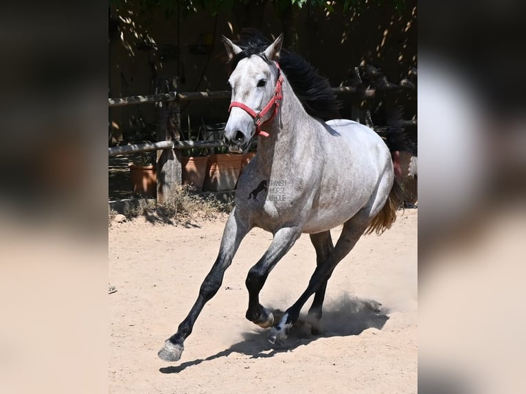 PRE Mix Hengst 3 Jaar 160 cm Schimmel in Mallorca