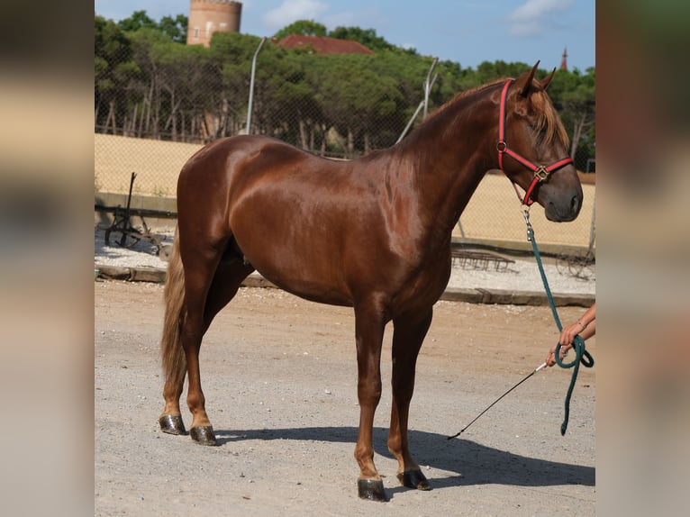 PRE Mix Hengst 3 Jaar 160 cm Vos in Hamburg